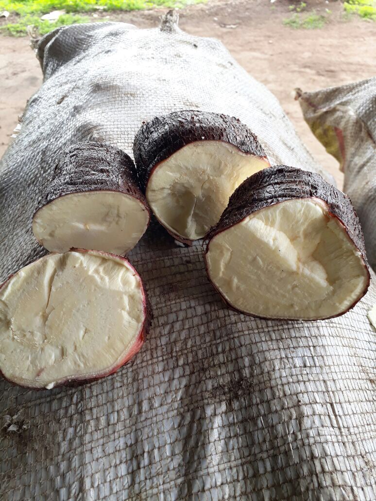 Frutas, temperos  e raízes