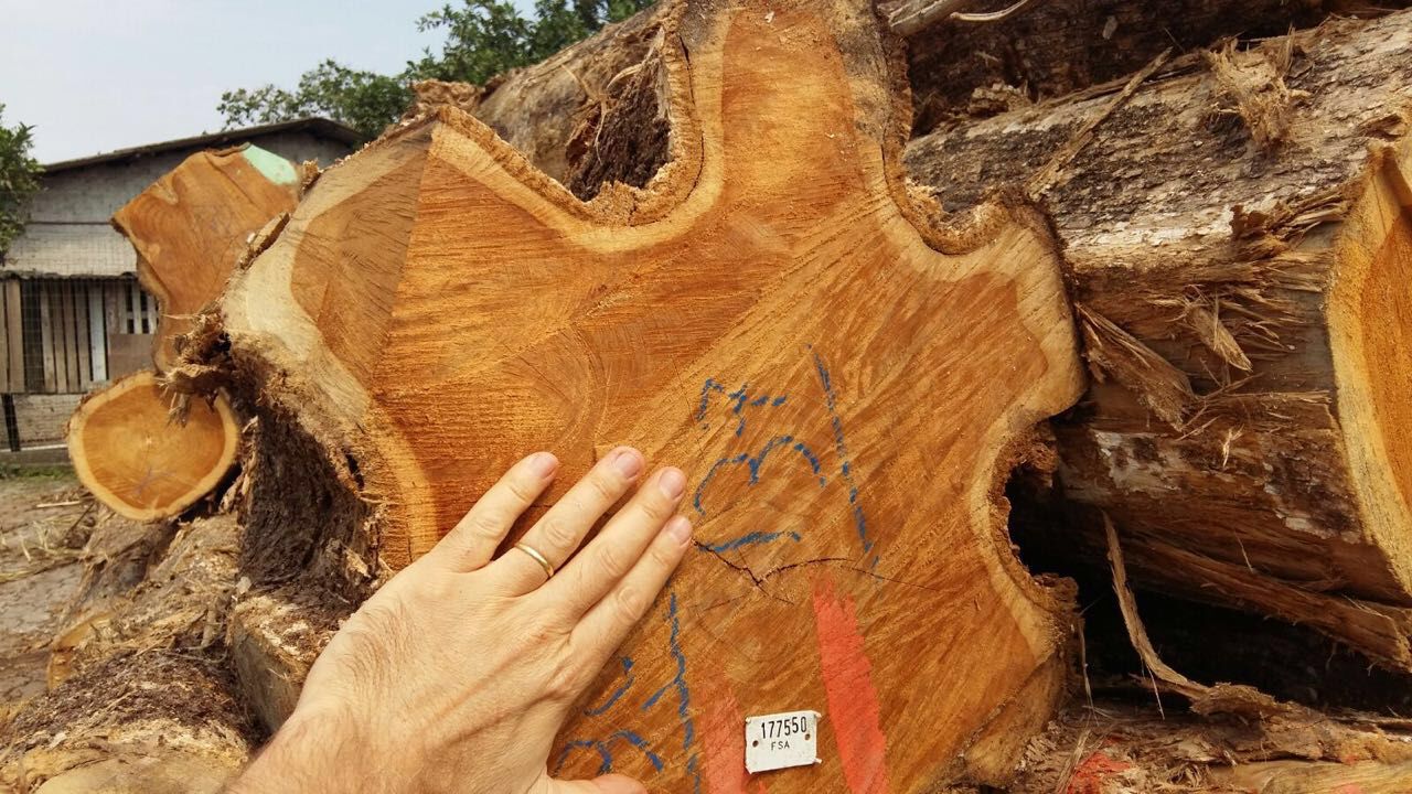 Madeiras legalizadas