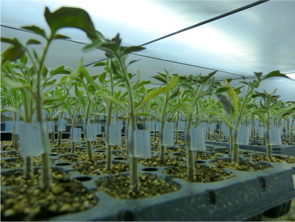 Masterplant